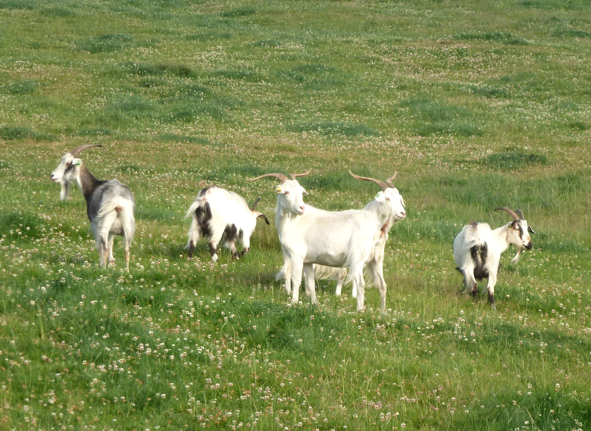 Foto Rendimientos e infecciones parasitarias de las cabras pastando en praderas de monte o matorrales tras el destete