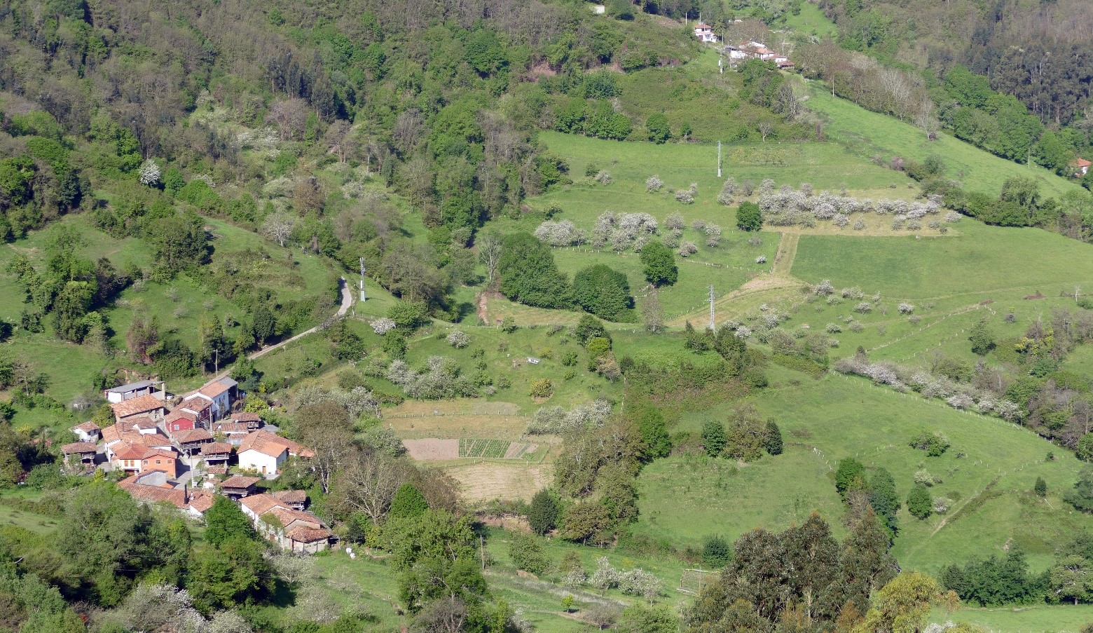 Foto El paisaje agrícola tradicional de Asturias limita la expansión de las plagas de roedores. 