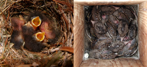 El colirrojo (izquierda) es una de las especies que cría en cajas nido. A la derecha, polluelos de torcecuello en una caja nido.