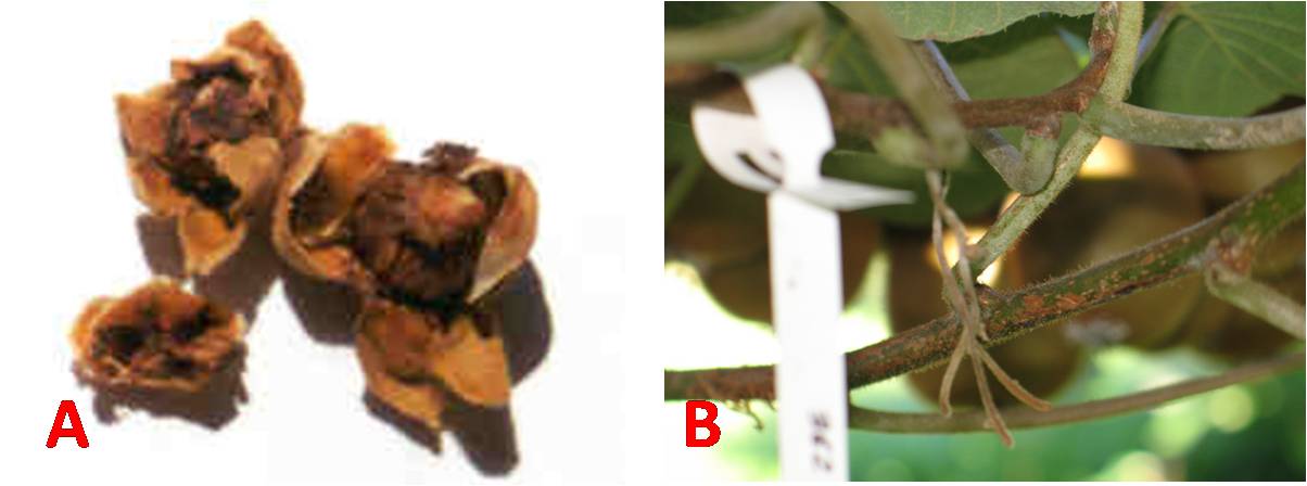 Fotografía 1. A la izquierda, botones florales afectados. A la derecha, rama inoculada en la que se cayeron todos los botones florales