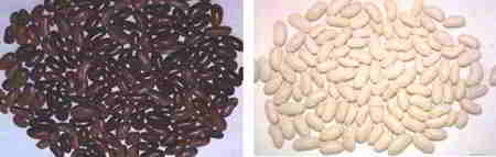 Fotografía 2. A la izquierda, rotura de color en semilla de judía de la variedad “morada larga”. A la derecha, síntomas de grasa en alubia tipo riñón. © Ana González
