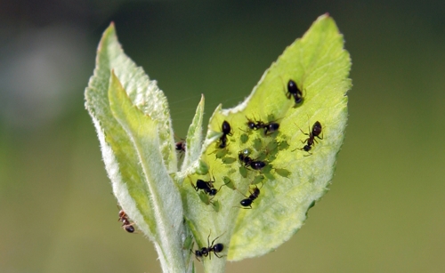 Pulgón verde atendido por hormigas © Marcos Miñarro