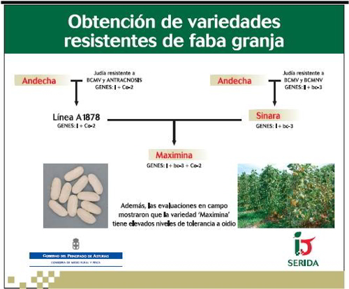 Figura 3. Proceso de obtención de variedades resistentes de Faba Granja. © SERIDA