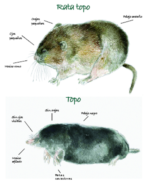 Ilustración 2. La rata topo y el topo se diferencian claramente por varias características. (© Gonzalo Gil).