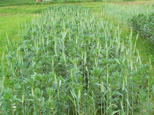 Triticale + haboncillo. La introducción de leguminosas antes del cultivo del maíz aporta beneficios a la rotación completa. © SERIDA
