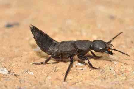 Escarabajo estafilínido (Ocypus sp.). Fotografía © Rocío Rosa
