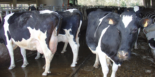 Fotografía 1 – La producción de leche de Asturias, en perpetua restructuración, disminuye y tiende a concentrarse en explotaciones de 30 a 99 vacas, que entregan a la industria entre 30.000 y 200.000 litros.