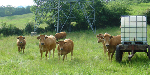 Fotografía 2 – La producción de carne de Asturias ha sufrido una restructuración mucho menor que la de leche manteniéndose, por el momento, el número de vacas y de UGM.