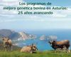 Foto El SERIDA publica la monografía “Los programas de mejora genética bovina en Asturias: 25 años avanzando”. Villaviciosa, 30 de noviembre de 2021.