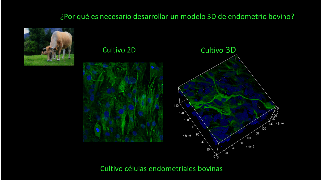 Foto La investigadora Marta Muñoz impartirá una charla ,vía online, sobre el desarrollo del modelo tridimensional para el estudio del endometrio bovino. Villaviciosa, 2 de diciembre de 2022. 