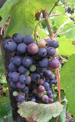 Racimo de uvas de cultivar desconocido localizado en Illano (Asturias). © Paula Moreno