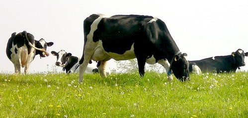 Vacas en Pastoreo (SERIDA)