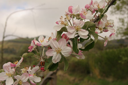 Floración del manzano