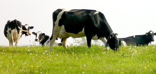 Vacas de leche pastando